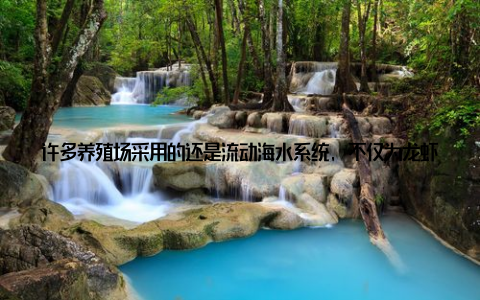 许多养殖场采用的还是流动海水系统, 不仅为龙虾提供了新鲜氧气, 也带走了它们的排泄物, 模拟了自然环境下的栖息条件