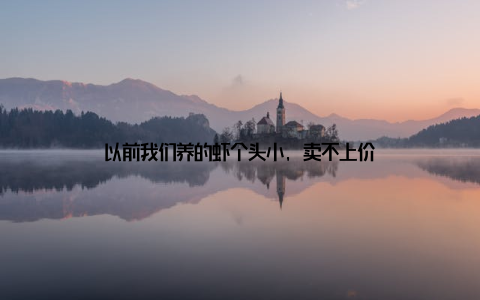 以前我们养的虾个头小, 卖不上价