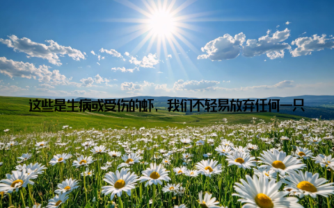 这些是生病或受伤的虾, 我们不轻易放弃任何一只, 小张说, 轻症的治愈后继续养殖, 重症的则无害化处理